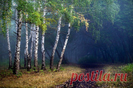 Березовая роща. Ишимбай, Башкортостан. Автор... и другие материалы. Новое в Вашей подборке на Постила.ru - gwi1951@mail.ru - Почта Mail.Ru