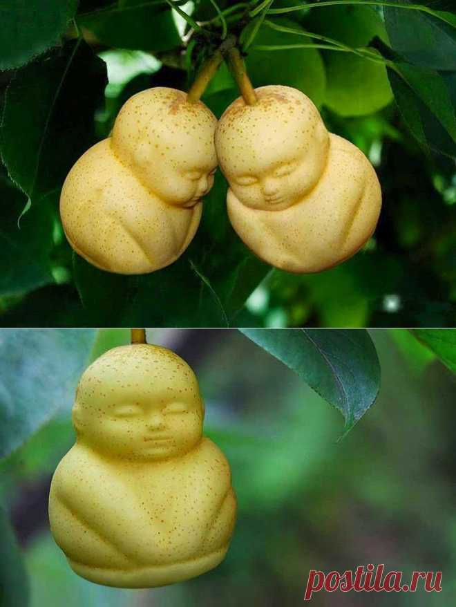 ФотоТелеграф   Модификация овощей и фруктов по-китайски