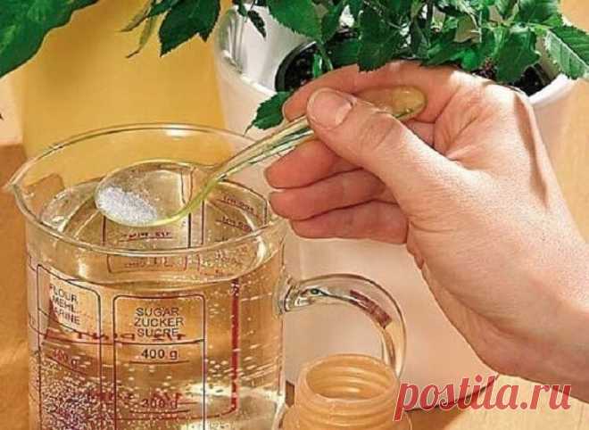 Короп: Оживят даже сухие кусты: 10 подкормок для комнатных цветов