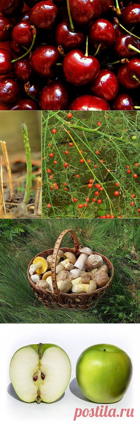 Список ядовитых продуктов / Все для женщины