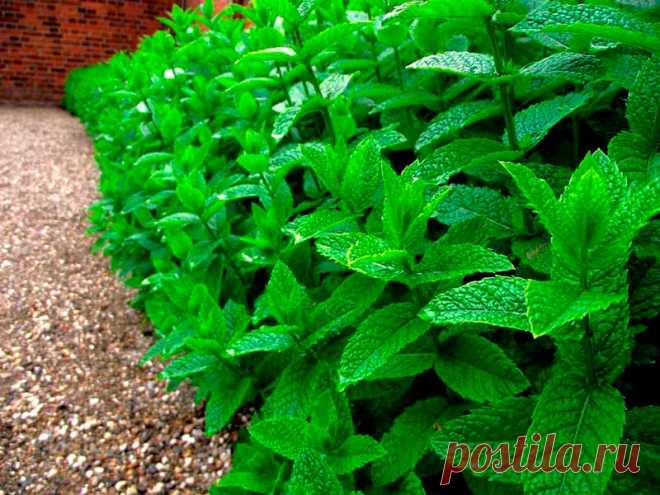 Лекарственное растение Мята перечная (Mentha Xpiperita). Многолетнее растение высотой до 80 см, полученное в результате скрещивания мяты водяной и мяты зеленой. Растение с сильным ароматом.Листья удлиненно-яйцевидные до ланцетных, с четко выраженными черешками, спереди заостренные, зубчатокрайние, с нижней стороны слегка опушенные, с верхней стороны, как и стебель, голые.