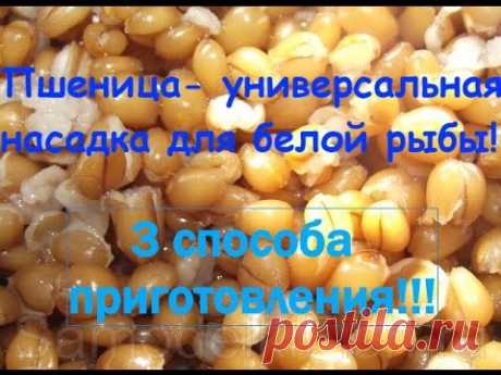 Доброго времени суток! Пшеница это универсальная насадка для всей белой рыбы. В этом выпуске я рассказываю про три способа приготовления пшеницы для рыбалки....