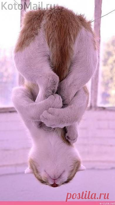 Акробатика | Мурлыки