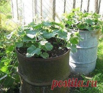 1. После появления всходов в фазе развития 3 – 4 листочков огурцы нужно обработать следующим составом: