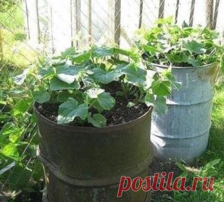 1. После появления всходов в фазе развития 3 – 4 листочков огурцы нужно обработать следующим составом: