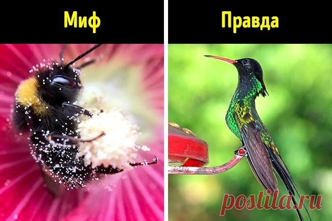 17 доказательств того, что мир живет по своим законам и плюет на все теории ученых. Существа, которые летают задом наперед.Шмели не нарушают законы аэродинамики. Дело не в весе насекомого и размерах крыльев, а в том, как оно умеет ими пользоваться, создавая воздушные вихри.
А вот колибри — единственные птицы, которые умеют летать задом наперед. А еще зависают в воздухе, вертикально взлетают и садятся. Пока ученым не удалось создать летательный аппарат, который смог бы вытв...