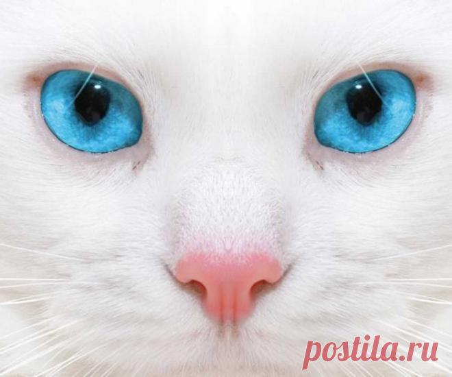 Что значит белый кот в доме: приметы и суеверия? Приметы и поверья о белой кошке. Белый кот здоровье принесет: какими способностями обладают коты с таким окрасом 100% Народные приметы Предзнаменования в основном благоприятные. Необходимо следить за поведением животного и сопутствующей ситуацией, чтобы правильно истолковать. Требуется