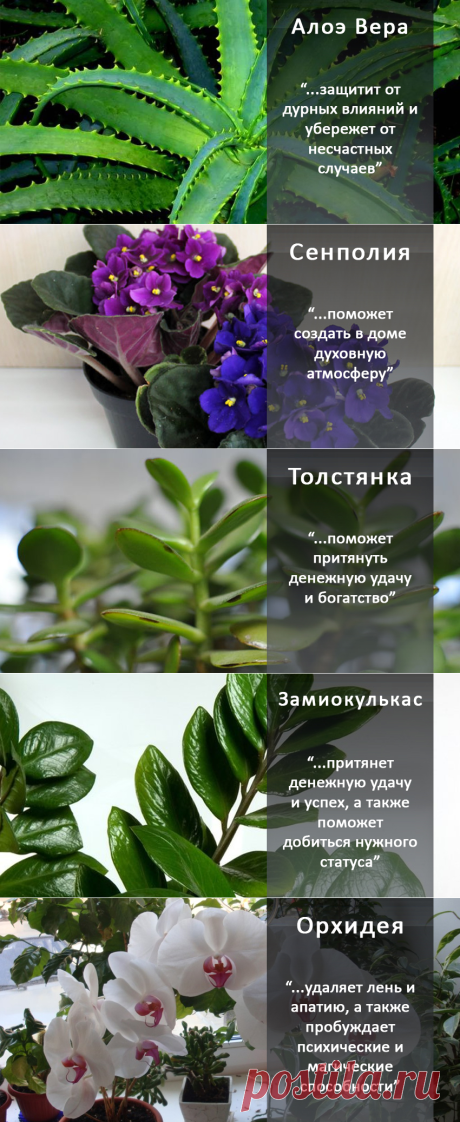 20 магических растений, которые стоит завести дома