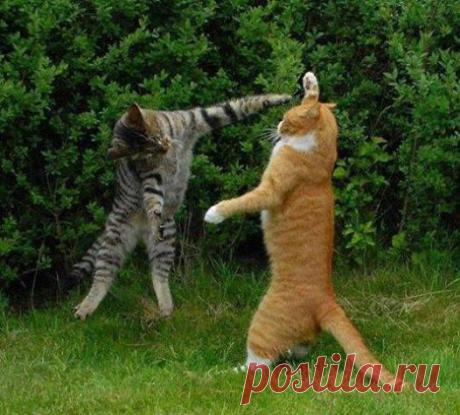 В мире животных..