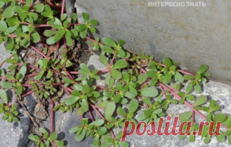 Если вы увидите это растение в вашем дворе, ни в коем случае не уничтожайте его! Вот почему! Большинство из вас, вероятно, считает портулак бесполезным сорняком, но эта статья поведает некоторые интересные факты о нем. Его листья приносят фантастическую пользу для здоровья, так что в следующий раз, когда вы решите его выбросить, имейте это в виду. Портулак растение с высоким содержанием витаминов и