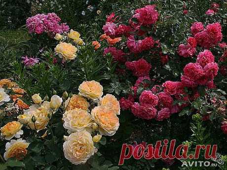 file.php (Изображение JPEG, 500 × 375 пикселов)