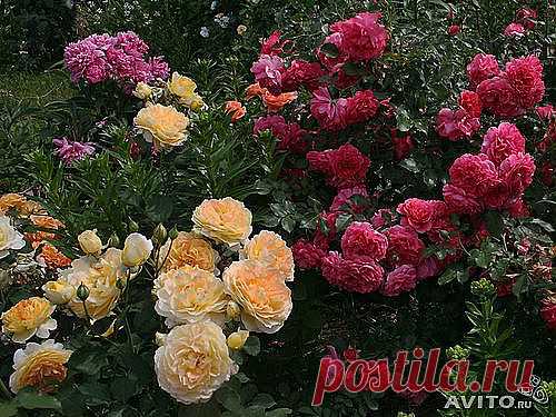 file.php (Изображение JPEG, 500 × 375 пикселов)