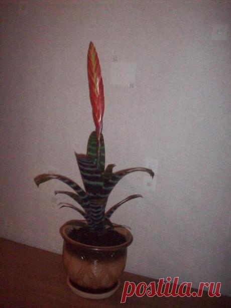 Вриезия — Талгар - городской портал