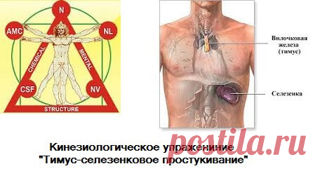 Тимус-селезенковое простукивание — кинезиологическое упражнение для поднятия иммунитета