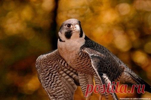 Самую большую скорость среди животных развивает сапсан при пикировании на добычу — 322км/ч.