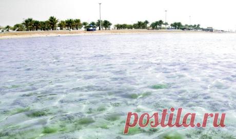 Циклон превратил пустыни Саудовской Аравии в озерный край | Живой мир - природа