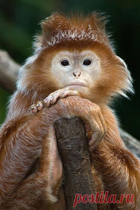 Новые фотографии милые и смешные животные.