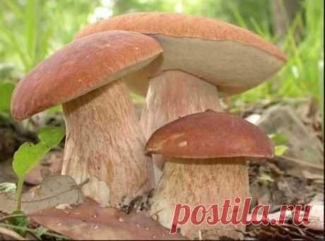 (38) Одноклассники