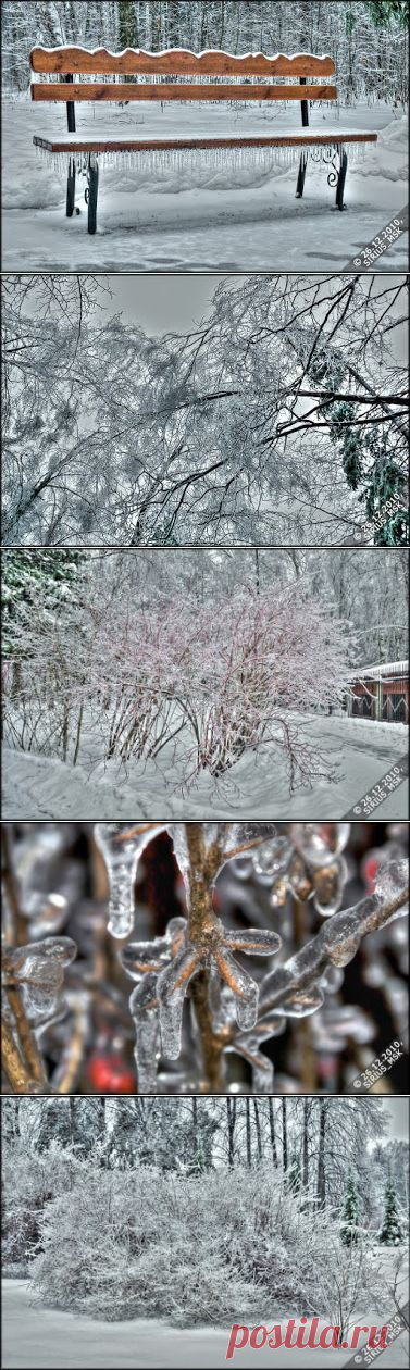 2010-12-26 - 2 - Бирюлёвский дендропарк. Гололёд