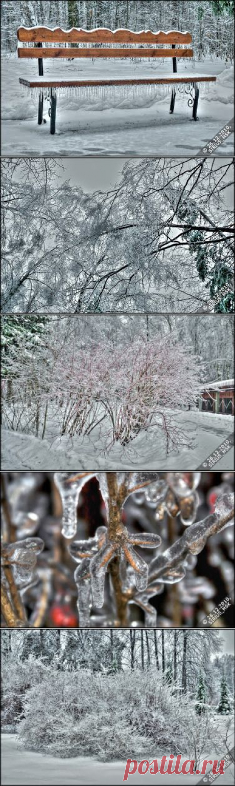 2010-12-26 - 2 - Бирюлёвский дендропарк. Гололёд