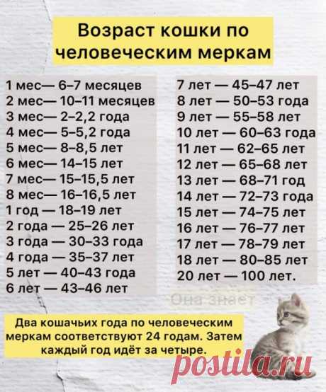 Сколько лет вашей кошке? Моему коту, судя по таблице 71.