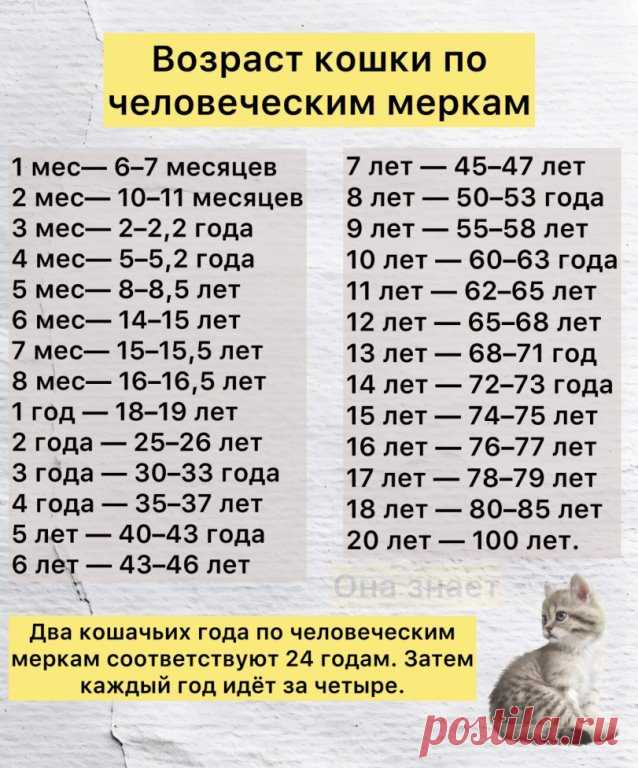 Сколько лет вашей кошке? Моему коту, судя по таблице 71.