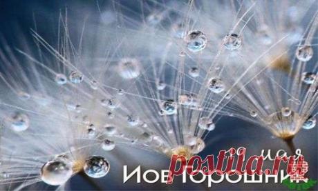 С днем Иова! Пусть роса умоет, Земля плоды и радость щедро скроет. Пусть огород подарит витамины, И будут все здоровы и любимы! Открытки на Иов Горошник!
