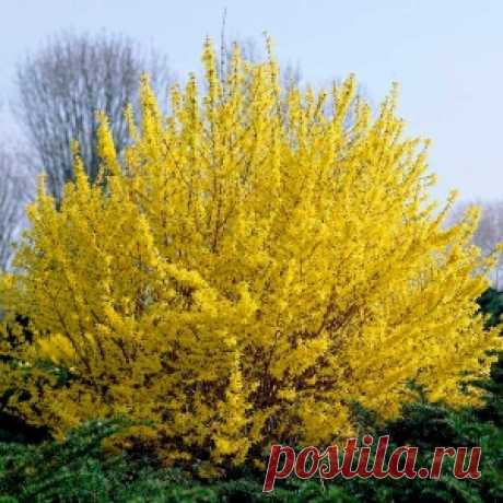 Форзиция средняя Миниголд - Minigold. Купить. Доставка.