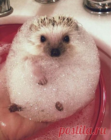 15 купающихся зверей, которые обязательно заставят вас улыбнуться