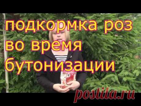 подкормка роз во время бутонизации