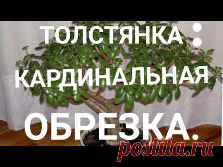 🤑✂️🌳ТОЛСТЯНКА: КАРДИНАЛЬНАЯ ОБРЕЗКА.#денежноедерево #толстянка #комнатныерастения#цветывмоëмдоме