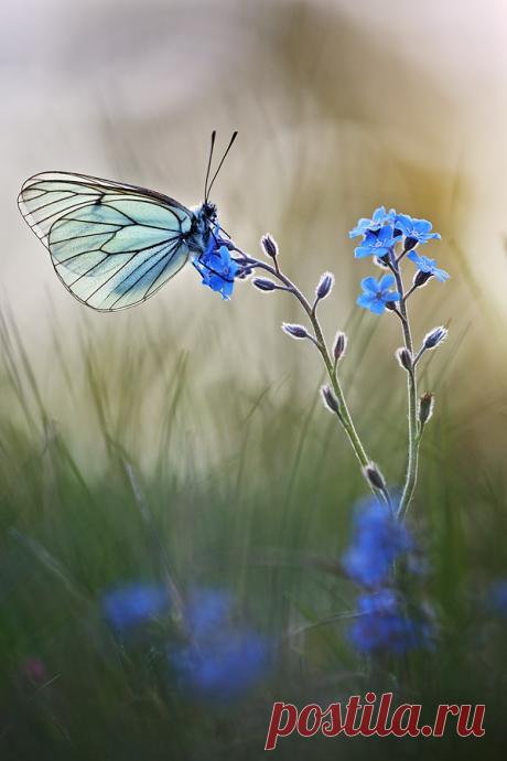 50 прекрасных фотографий бабочек