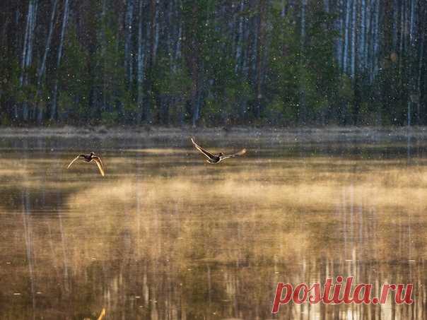 Рассвет в Карелии. Снимал Игорь Подгорный: nat-geo.ru/community/user/9391 Доброе утро!