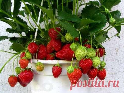 Клубника на подоконнике: технология выращивания клубники