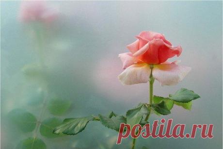 Я люблю ✿ ЦВЕТЫ ✿ | I ♥ Flowers | Фотографии на стене сообщества | 32 773 фотографии