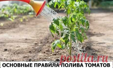 Нормы воды в различные периоды развития томатов 

Перед высадкой помидорной рассады на постоянное место в посадочные лунки наливают от 0,5 до 1 литра теплой воды в зависимости от величины высаживаемых растений. Благодаря глубокому увлажнению почвы в период укоренения рассады корневая система томата лучше развивается вглубь в поисках влаги. После посадки полив томатов прекращают на 7-10 дней. Затем помидоры поливаются раз в неделю из расчета 20-30 литров воды на квадратный ...