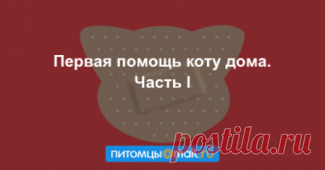 Кошки всегда стремятся к познанию. Иногда любопытство может сыграть с ними злую шутку и привести к травме. Что делать, если питомцу стало плохо? В этом материале мы собрали правила оказания...