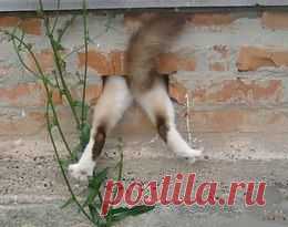 Без кота и жизнь не та