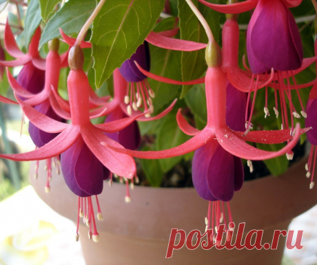 Фуксия (Fuchsia)– многолетнее растение семейства Кипрейные, встречающееся в дикой природе Америки и Новой Зеландии. Название оно получило в честь ботаника Леонарда фон Фукса.