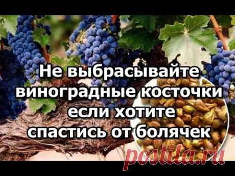 Эликсир молодости.  Не выбрасывайте виноградные косточки если хотите спастись от болячек