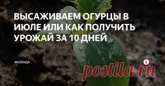 ВЫСАЖИВАЕМ ОГУРЦЫ В ИЮЛЕ ИЛИ КАК ПОЛУЧИТЬ УРОЖАЙ ЗА 10 ДНЕЙ Можно ли посадить огурцы в июле месяце? И каким образом получить урожай уже на 10й день после посадки? Вопросы интересные, но не сложное. Сейчас разберемся.
