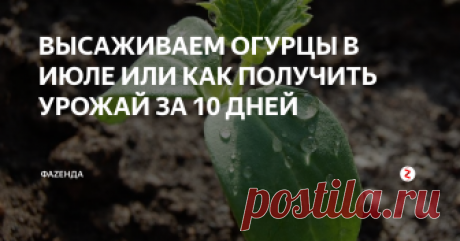 ВЫСАЖИВАЕМ ОГУРЦЫ В ИЮЛЕ ИЛИ КАК ПОЛУЧИТЬ УРОЖАЙ ЗА 10 ДНЕЙ Можно ли посадить огурцы в июле месяце? И каким образом получить урожай уже на 10й день после посадки? Вопросы интересные, но не сложное. Сейчас разберемся.
