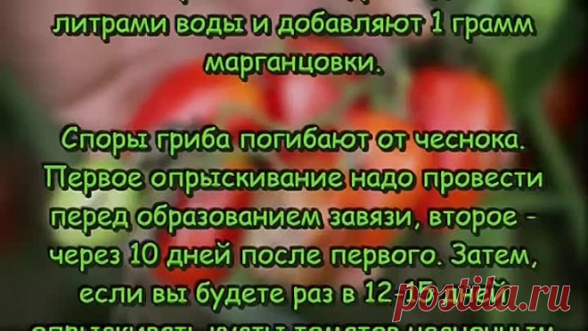 Чем обработать ПОМИДОРЫ ОТ ФИТОФТОРЫ Проверенные НАРОДНЫЕ СРЕДСТВА от фитофторы на томатах