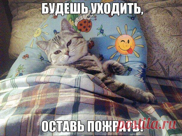 Порция милых котиков