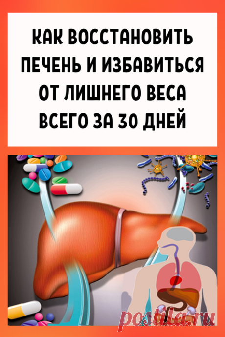 Как восстановить печень и избавиться от лишнего веса всего за 30 дней