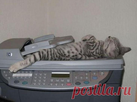 Найди кота