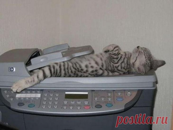 Найди кота