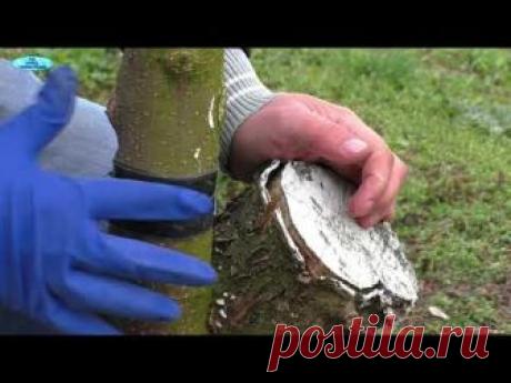 Простой, но очень эффективный способ защиты плодовых деревьев от тли. Сделать это нужно уже сейчас-весной! Применив ловчий пояс Вам не придётся обрабатывать ...