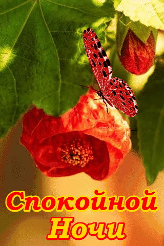 Спокойной ночи