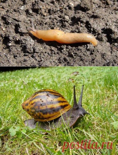 Моллюски на огороде: борьба со слизнями